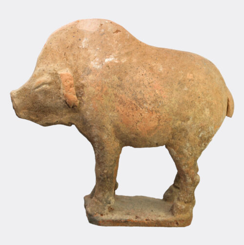 Chinese terracotta model of a standing boar