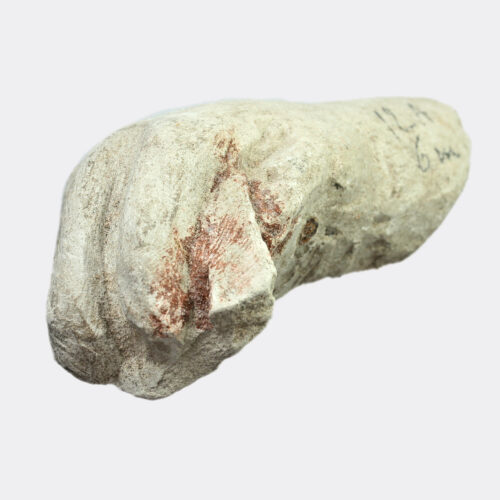 East Mediterranean limestone hand fragment