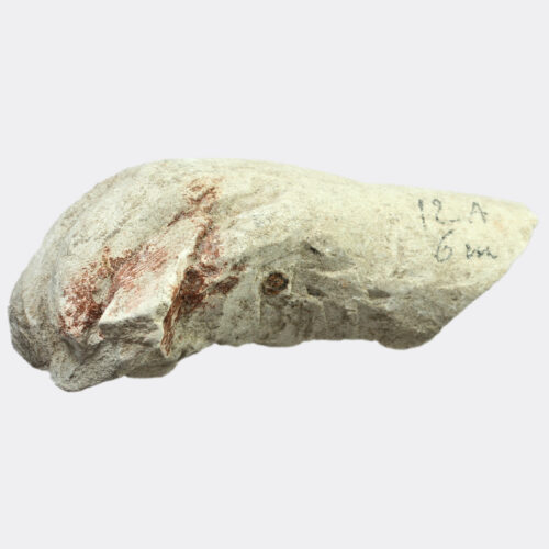 East Mediterranean limestone hand fragment